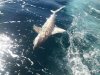 whaler shark off mindarie